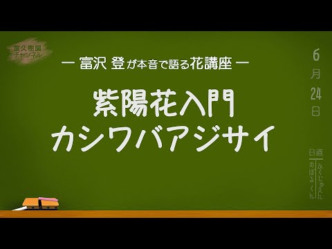 園芸 カシワアジサイ