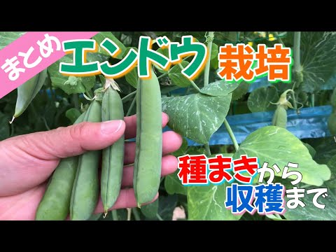 いつ、どのようにエンドウ豆を地面に蒔くのですか？ 2月に種まきを始めてもいいでしょうか？  庭園