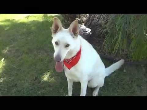 Roxie-Placed, an adopted Shepherd in Canoga Park, CA_image-1