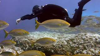 #scuba diving nature beauty whatsapp status 4k