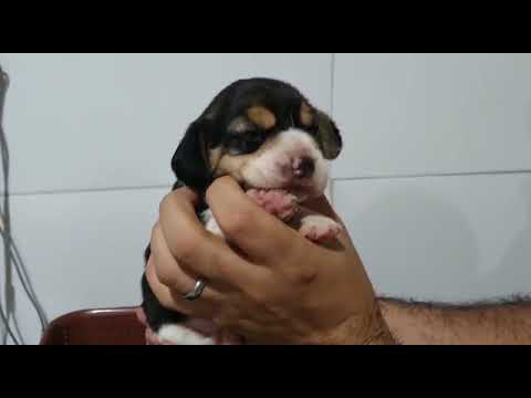 Canil Cruz e Costa - Filhotes Julie x Odin com 12 dias