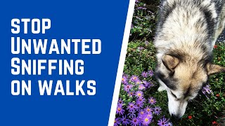 Learning How to Put Sniffing on Cue