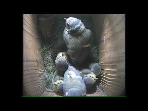 Getting much bigger. It will soon be time to fledge.