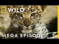 Savage Kingdom Season 3 MEGA EPISODE Compilation | Nat Geo Wild