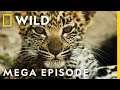Savage Kingdom Season 3 MEGA EPISODE Compilation Nat Geo Wild