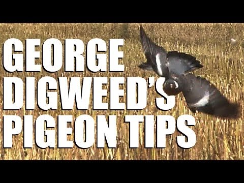 Fieldsports Britain – George Digweed’s pigeon-shooting tips Fieldsports Britain – George Digweed’s pigeon-shooting tips