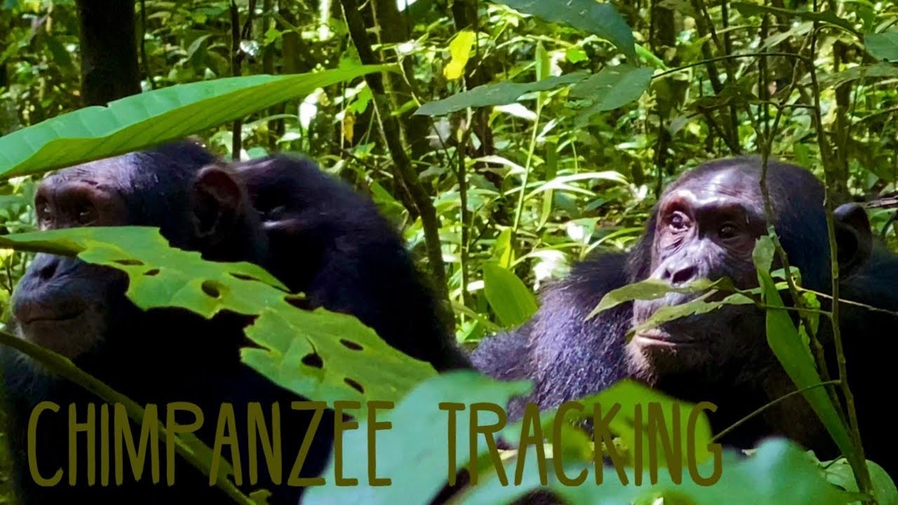 Chimpanzee Tracking at Kibale National Park | Uganda