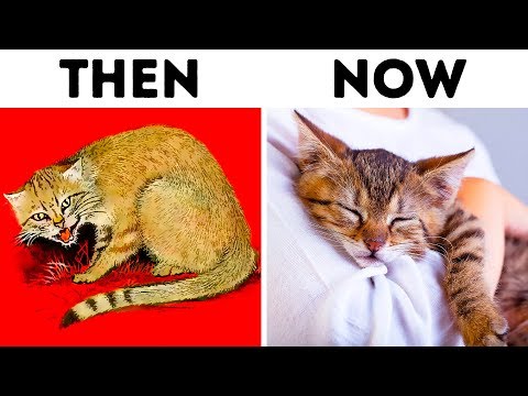 How Cats Domesticated Us Twice