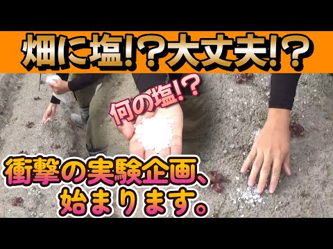 庭に塩をまく：植物にとって有益ですか？  庭園