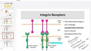07 Integrins and TKRs