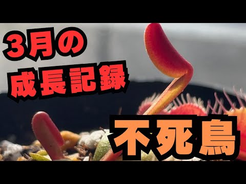 園芸 ジャンセニスト カーネーション、ハエトリソウ、リクニス ビスカリア