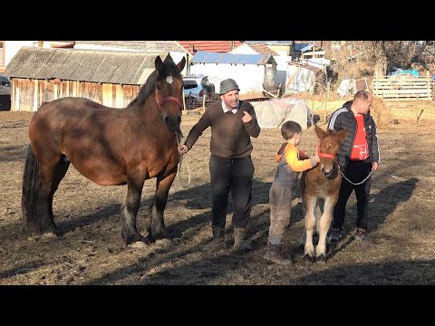 Caii lui Stelica de la Jichisu de Jos, Cluj - Ep. 30 - 2025 Nou!!!