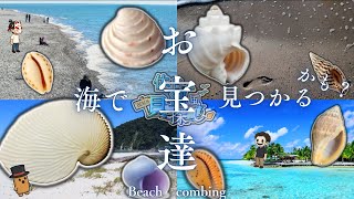 [Beachcombing] Hidden treasures, rare species, and curiosities! 8 seashells to find on the beach ...