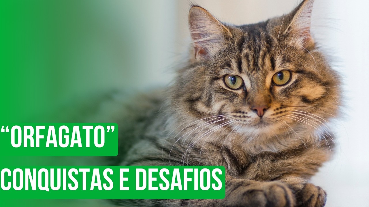 “Orfagato” – conquistas e desafios