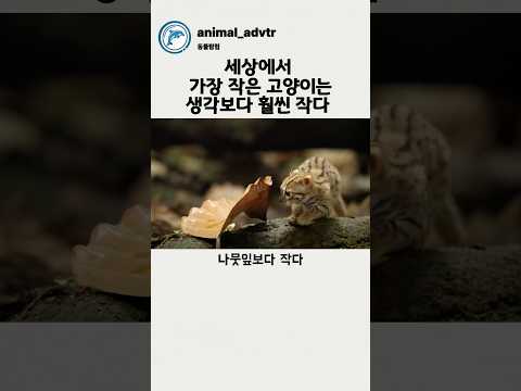 믿기지 않는 고양이크기