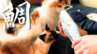 どうしてこうなった…保護猫＆北欧猫に鯛をおすそ分けしたら反応が違いすぎる【シャム猫/シャムミックス＆ノルウェージャンフォレストキャット】#cat #japanesecat