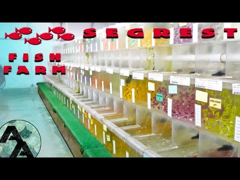 Americas Largest Ornamental Fish Farm - Segrest