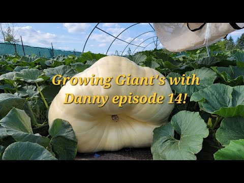 Growing Giant's with Danny episode 14!