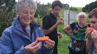 Papaya Tasting #2