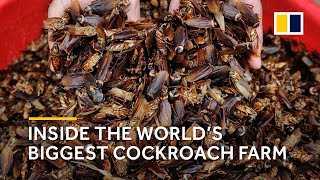 [問卦] 蟑螂最多的國家第一個想到？
