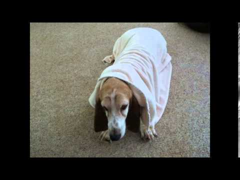 Julep, an adopted Basset Hound in Fayetteville, GA_image-1