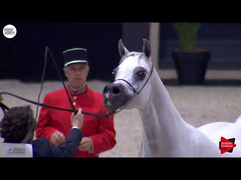 N.56 OM EL AISHA ALJASSIMYA - Paris 2018 - Senior Mares (Class CM 3A)