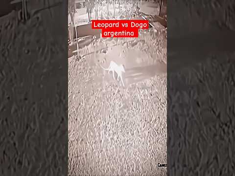 Leopard vs Dogo argentina fight 😡#leopard #dog #dogoargentino #bruno #pitbull #youtubeshorts #fight