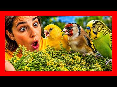 download lagu mp3 mp4 Jaramago, download mp3 Jaramago free download, download mp3 Jaramago