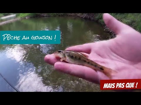 Pêche au GOUJON (rapide)