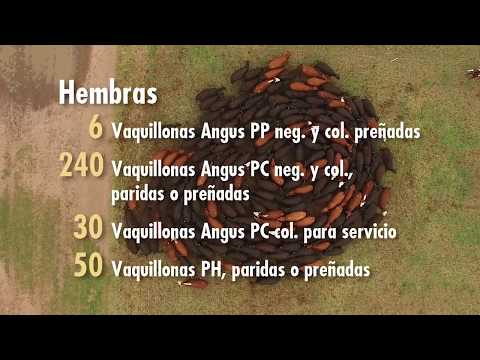 Hembras de Cabaña La Paz de Werthein