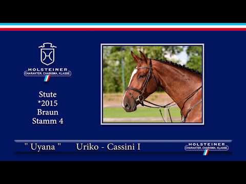 Holsteiner Elite-Reitpferdeauktion 2019 | Nr. 145 - Uyana v. Uriko-Cassini I
