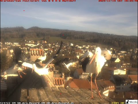 Markdorf  DE - Etwa 12 Störche trafen gestern Nachmittag ein und blieben bis heute 10:30 Uhr