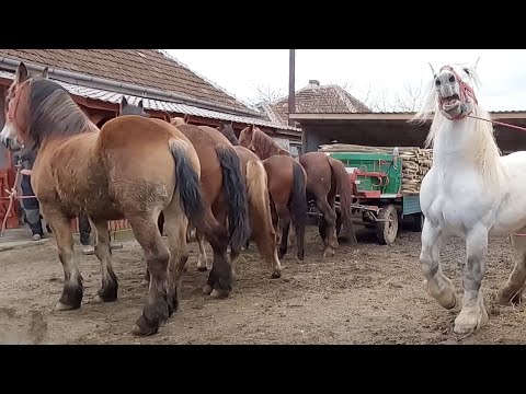 Caii lui Nicu de la Tireac-Satu Mare 2023