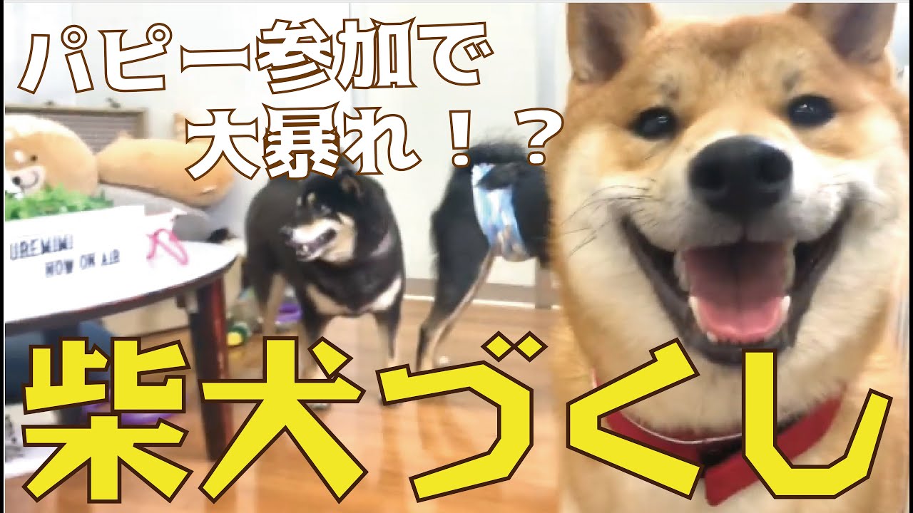 【8ヶ月のパピーも登場！】３種の柴犬大集合!!　まさか、犬の祖先はあの動物と一緒!?