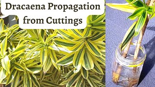 Dracaena Propagation from cuttings