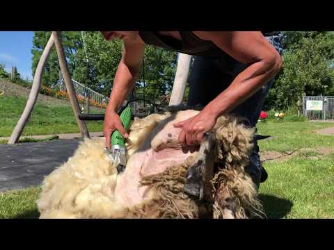 MAK vlogt weer - Schapenscheren