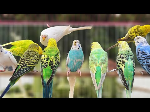 10 Hours of Budgie Best Friends - Mango and Chutney - Singing and Talking Sounds