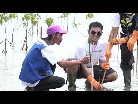 Penanaman Mangrove PT. Sumitomo Bersama Bupati Sumbawa