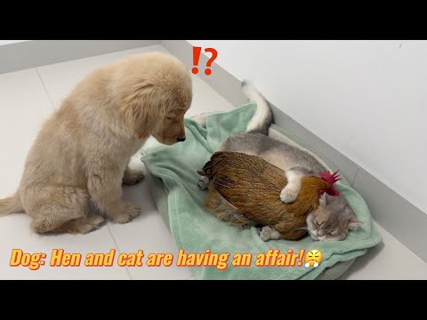 The kitten cuddled the hen to sleep,which made the golden retriever puppy jealous and angry!So funny