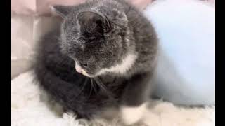 ブリティッシュショートヘアの動画01