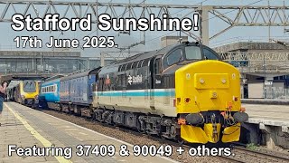 Stafford variety in the sunshine, 17th June 2025.