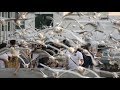 Seagull Feeding Frenzy