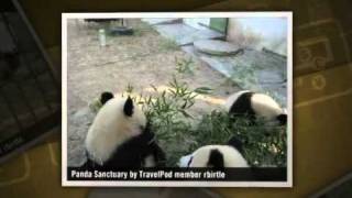 preview picture of video 'Trip To Panda Sanctuary Rbirtle's photos around Xi'an, China (images panda sancturyr bejing)'