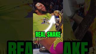 Download lagu Jake the snake 😳Unleashes a Cobra on Randy Savage WWE’s Most Shocking Moment. #shorts #viralvideo mp3