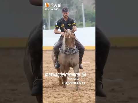 Bom de gado 🐎