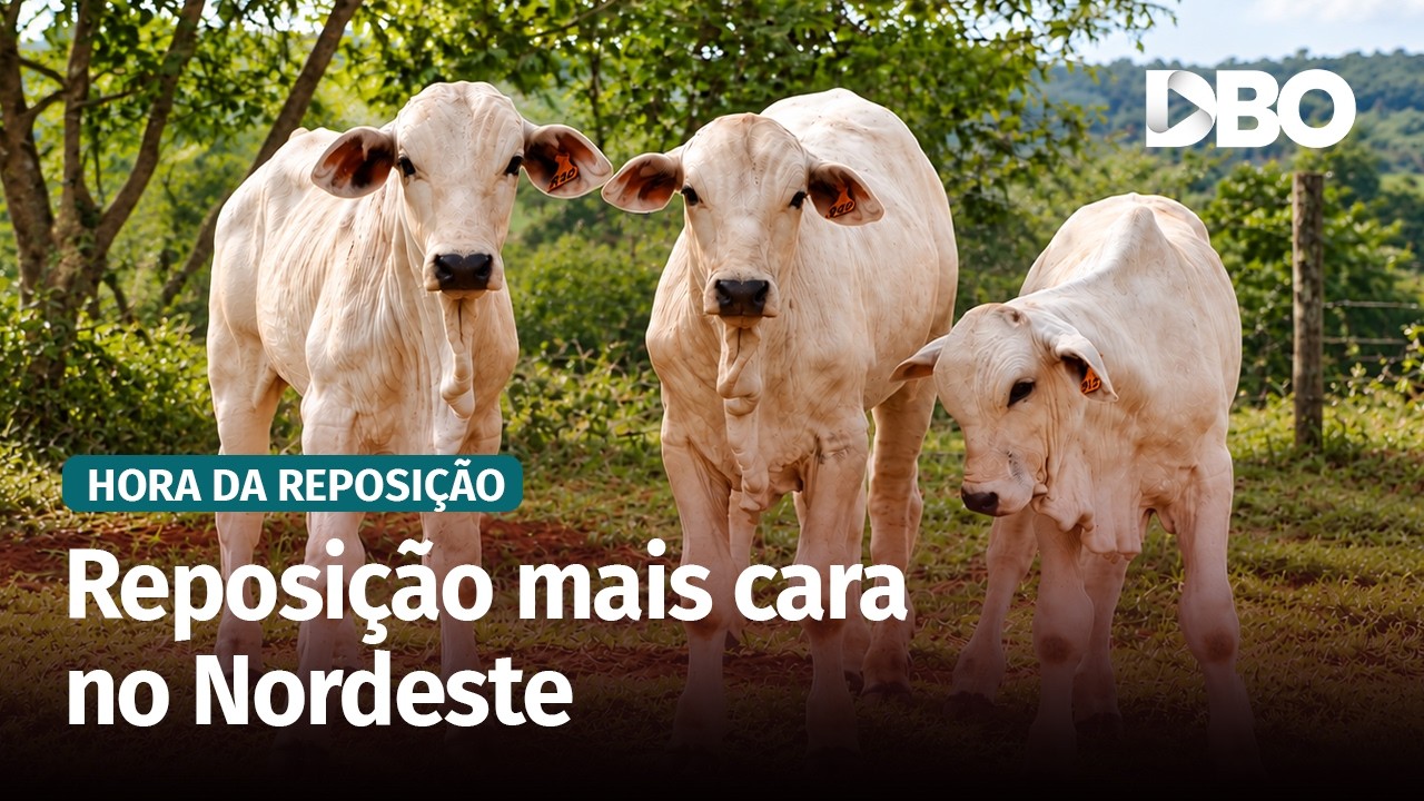 Falta de bezerros no Nordeste eleva preços da reposição
