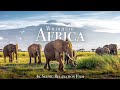 Wildlife Of Africa 4K Scenic Relaxation Film With African Music