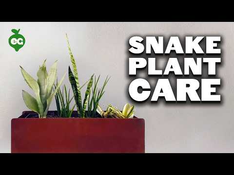 download lagu mp3 mp4 Small Snake Plant Care, download lagu Small Snake Plant Care gratis, unduh video klip Small Snake Plant Care