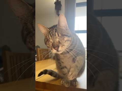 Blind cat calls for his mama 💔