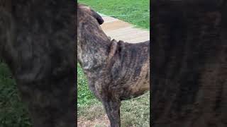 American Mastiff Puppies Videos